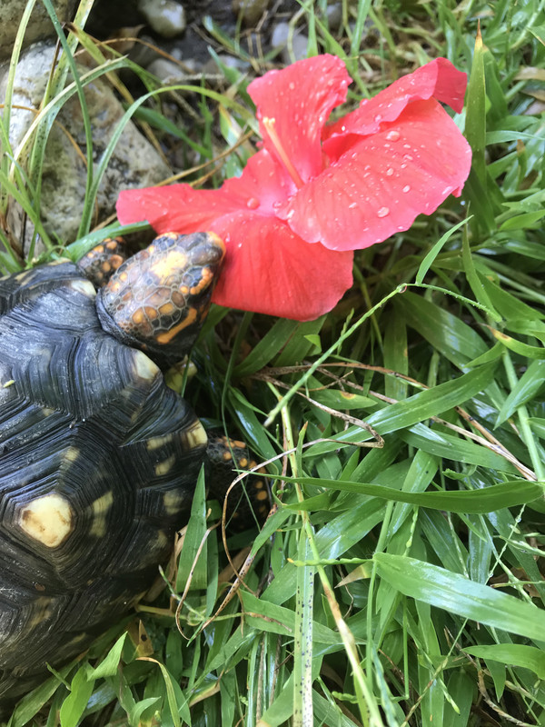 Tortuga Hibiscus 112018