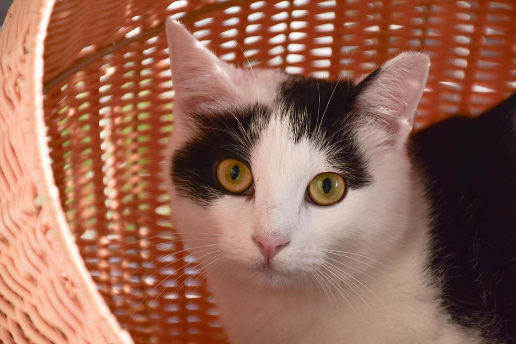 Slika