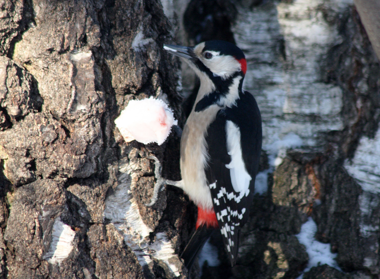 БПДяте Л (19)