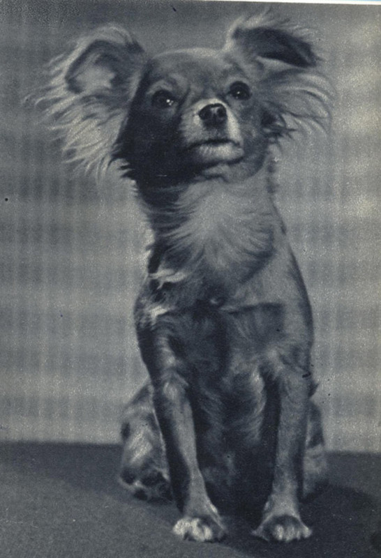 Длинношерстный той-терьер 1969 Планета 11