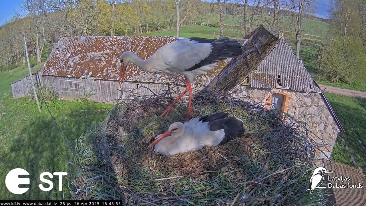 (39) Baltie stārķi (Ciconia ciconia) Tukuma novadā __ White storks in Tukums, Latvia - YouTube - 782