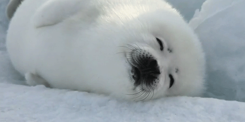 seal seal