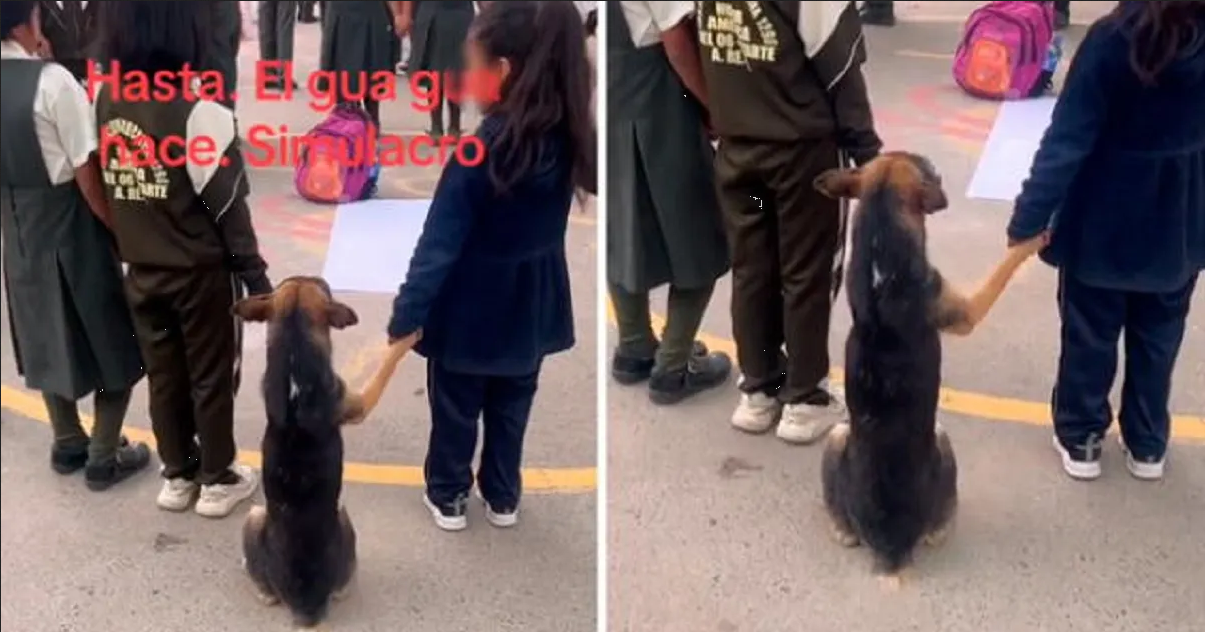 Perrito participa en simulacro de escuela y se vuelve viral en TikTok