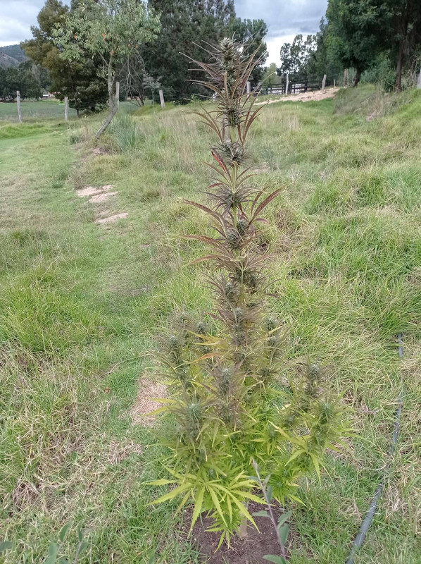 166751910_821396658728090_1258777367965071039_n