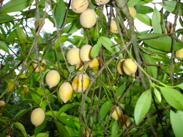 Garcinia gardneriana