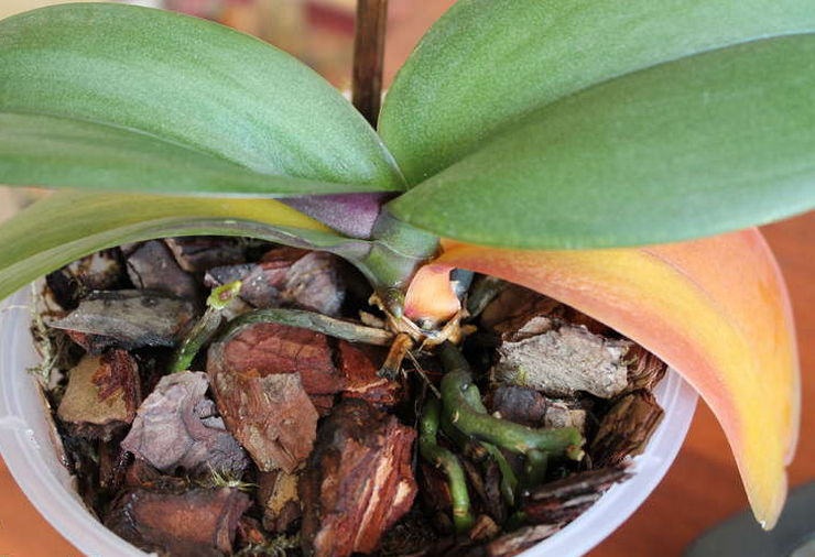 Секреты поддержания оптимального микроклимата для здоровых листьев орхидеи