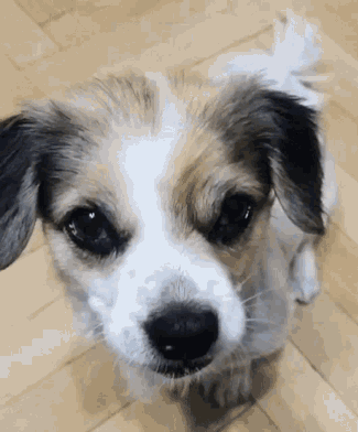 cute-dog-TEnor-cute.gif