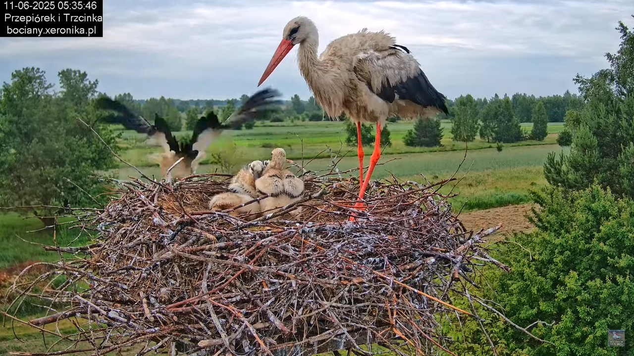 11062025bociany8
