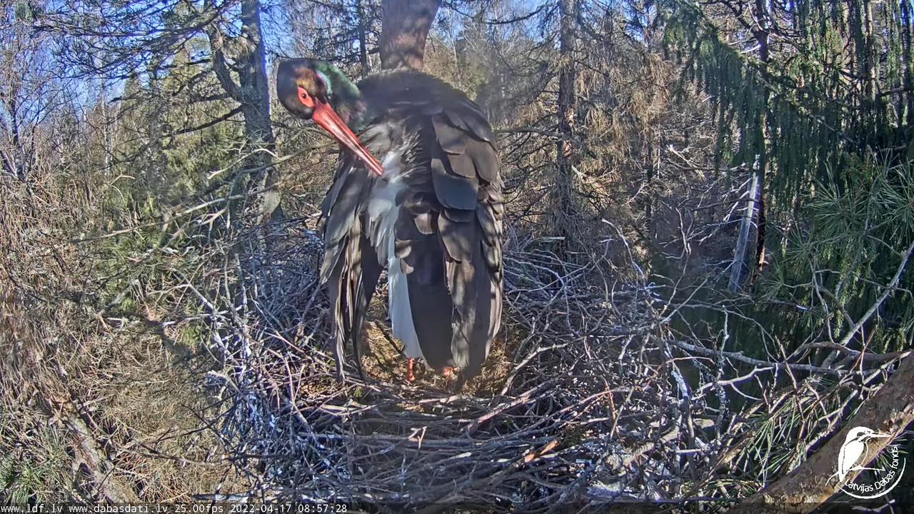 Melnais stārķis (Ciconia nigra) Siguldas novadā - LDF tiešraide 1-44-52 screenshot