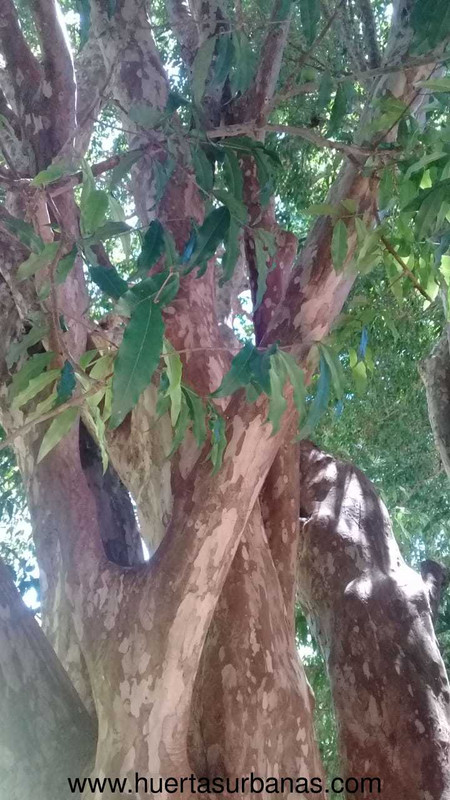 huertasurbanas_com_20201201_225904Jaboticaba_Campo_Ramon-3