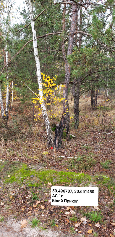 The-Tree-Free-Download.jpg