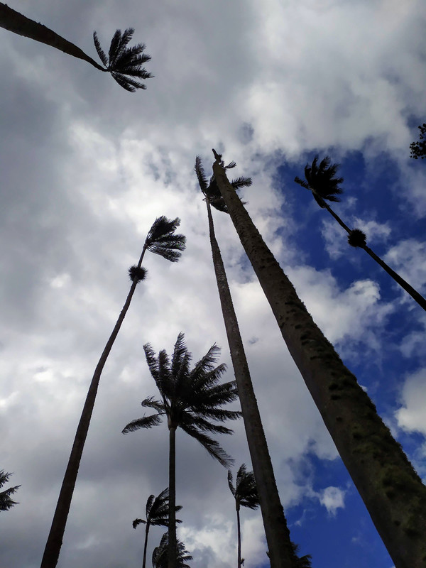 Colombia por libre en 18 días - Blogs de Colombia - Valle del Cócora y Salento (8)