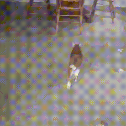 daily-gifdump-3375-18.gif