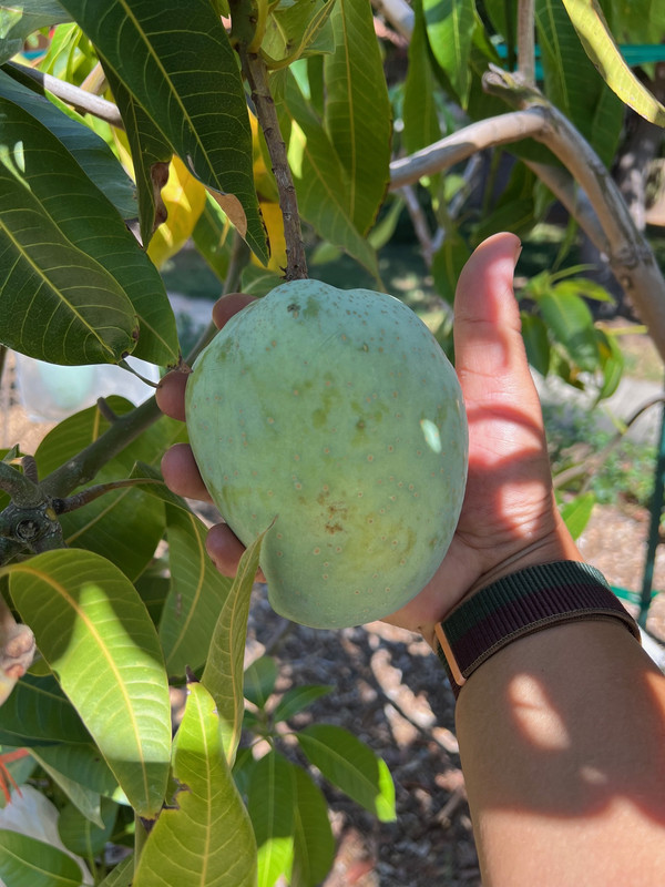 Seacrest (Triple Sec)