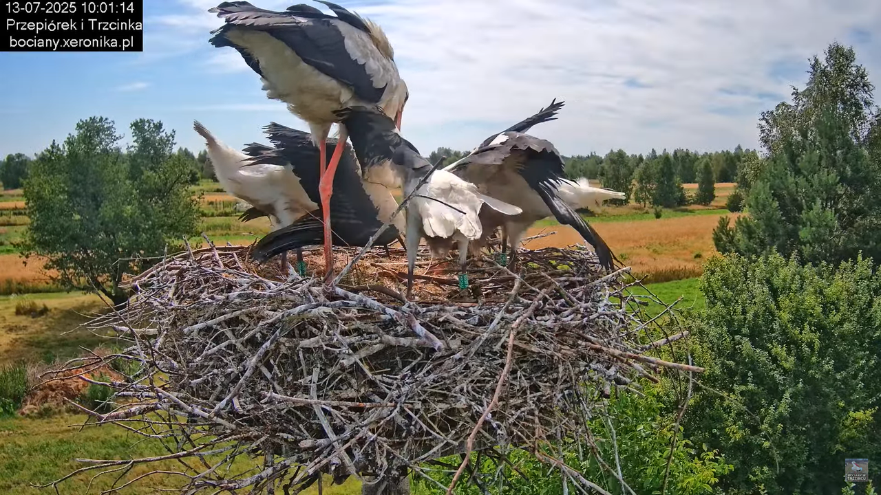 13072025bociany22