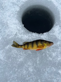 perch2