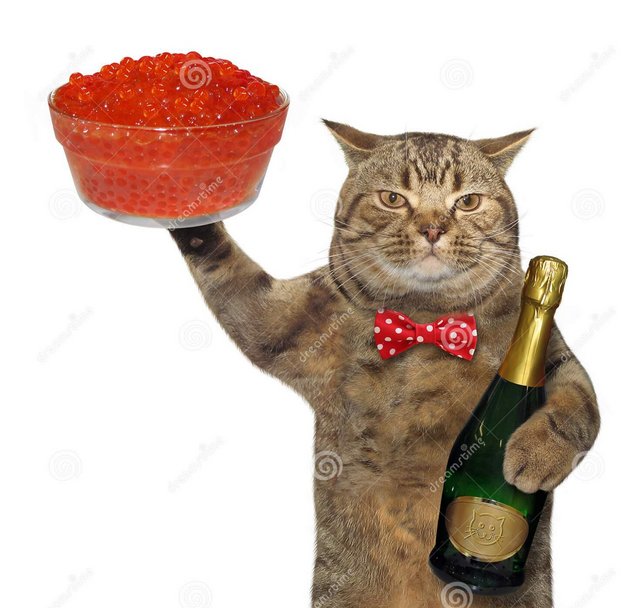 Кот с шампанским. Кот и шампанское. Кот с вином. Кот с бокалом шампанского