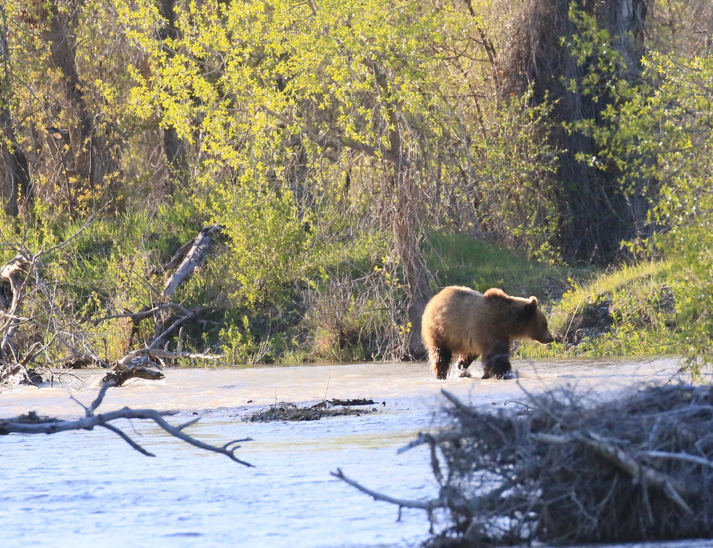 Grizzly (12)