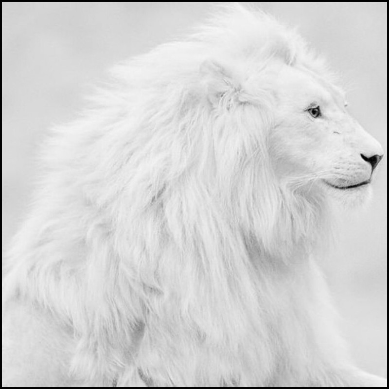 159188938160465438 (1)