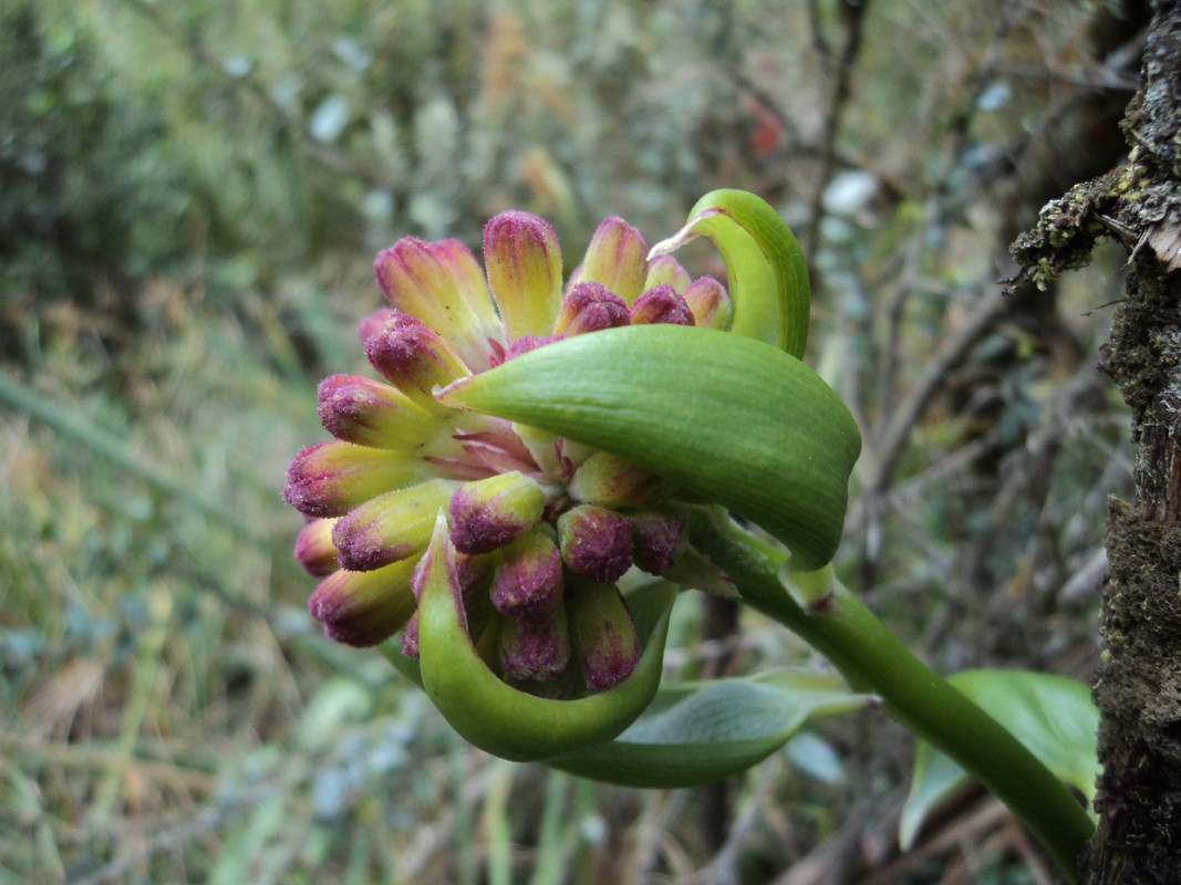 Flor-de-paramo