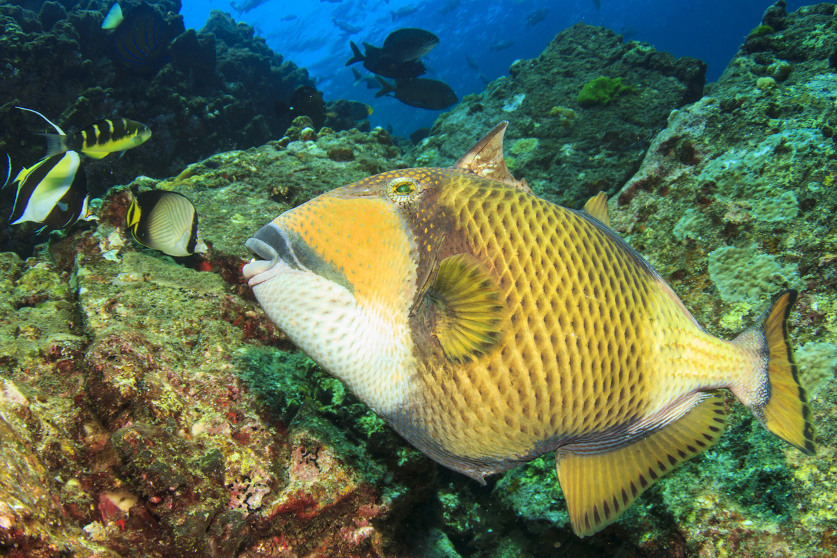 Triggerfish 4K | Guardians of the Reef | Cinematic Ocean Relaxation