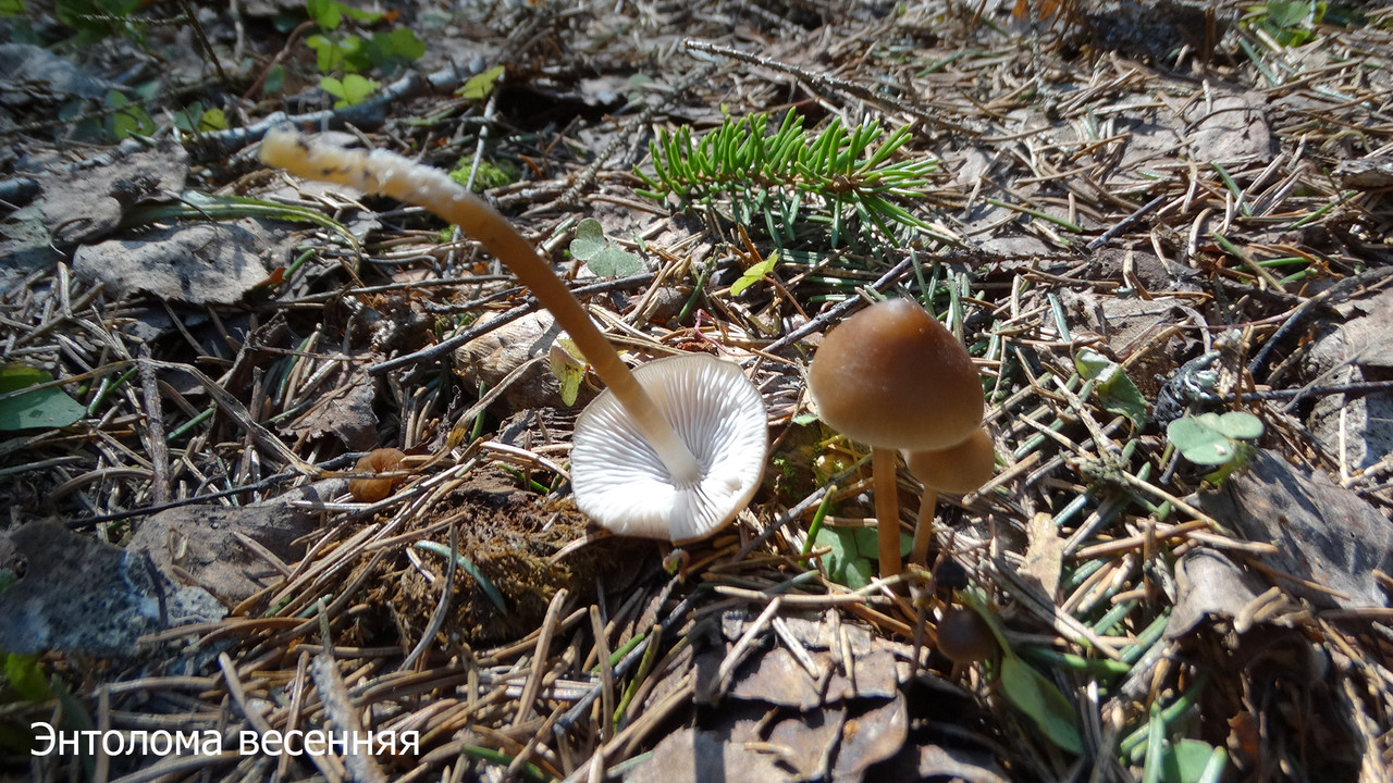 Энтолома весенняя (2)
