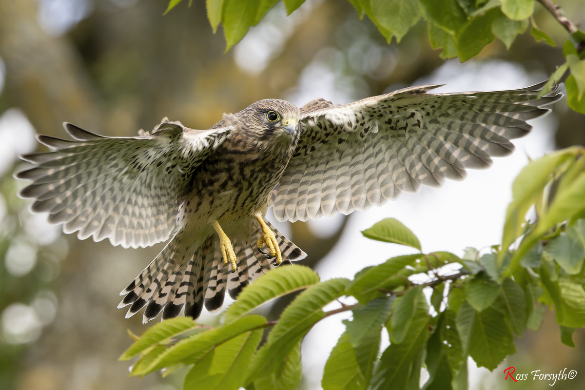 20240622-_5RF8727-CR3