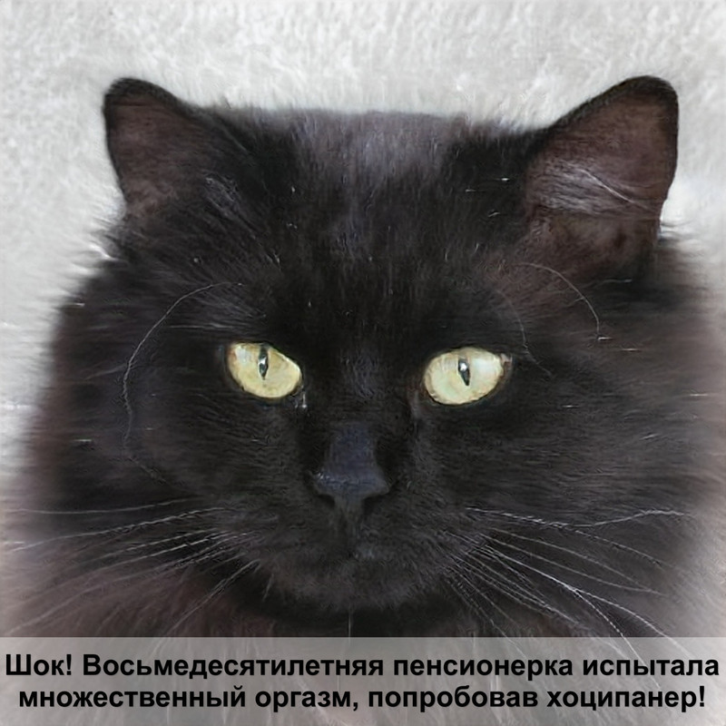 русская голубая кошка окрас — Postimages