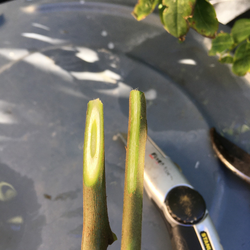 A0DEDF0A-6531-4D41-B40E-A98B145BDD3F