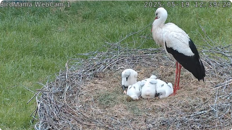 ScreenHunter_47349 May. 19 13.21