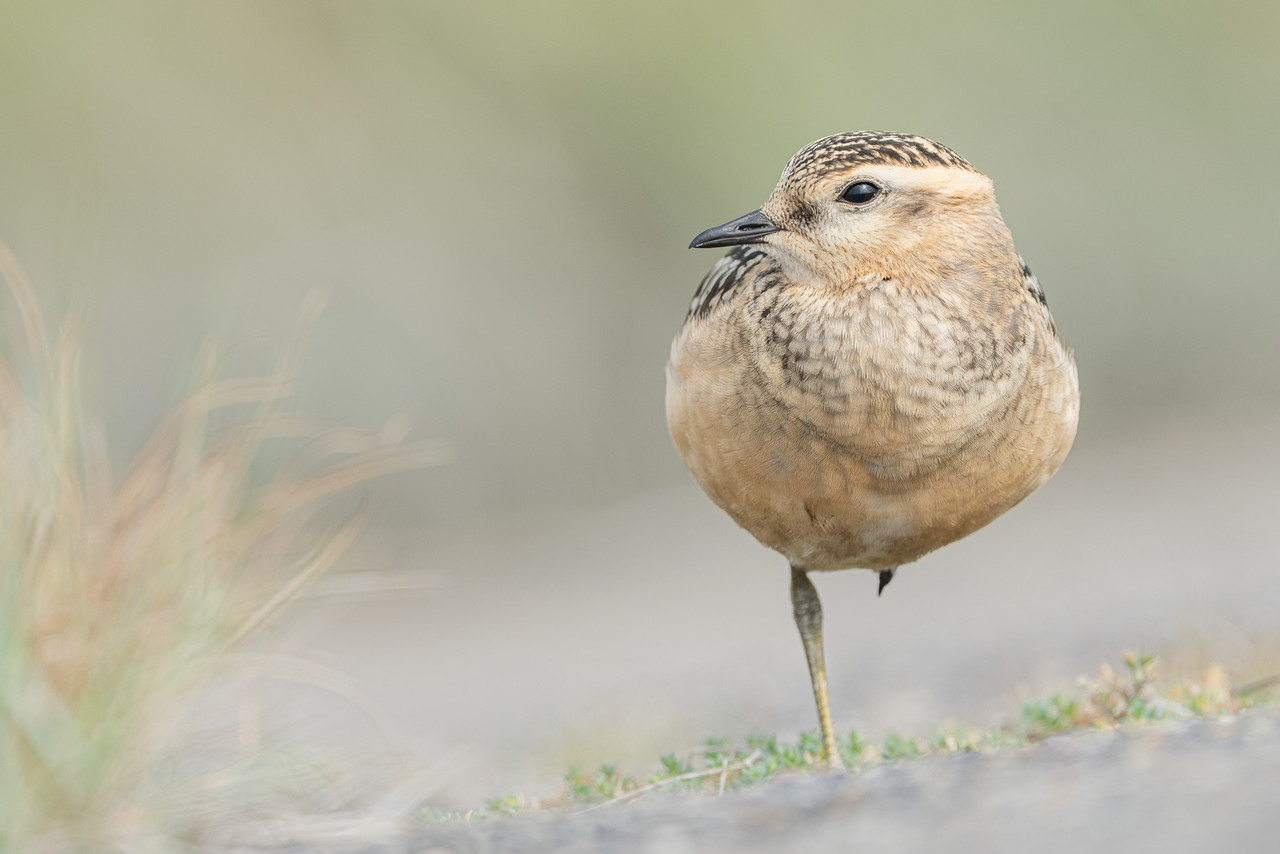 Morinelplevier, Moddergat