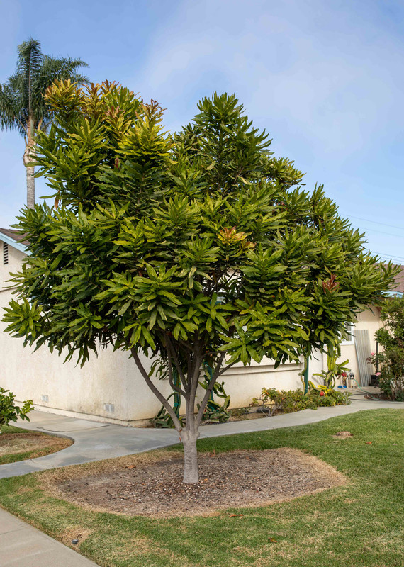 8U1A5637  Beaumont Macadamia Tree in the Afternoon (11-22-2020)