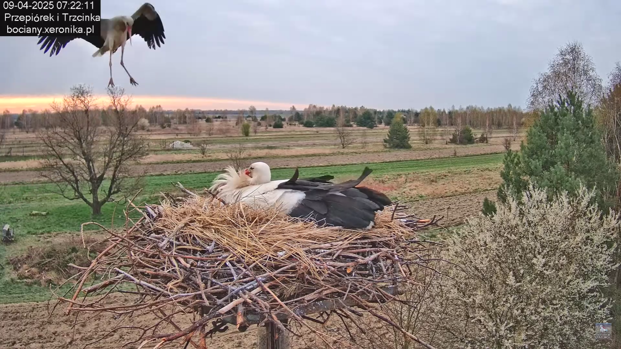 09042025bociany_22