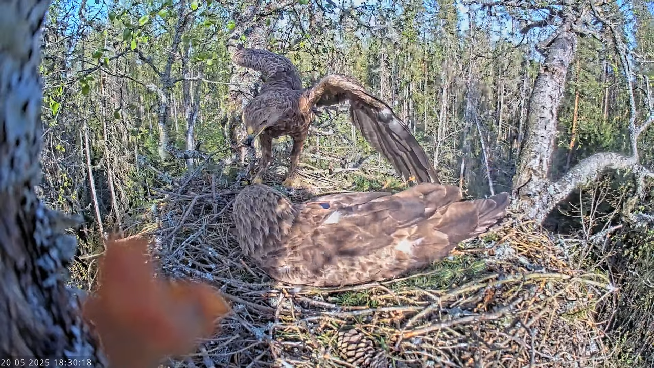 Väike-konnakotkas __ Clanga pomarina __ Lesser Spotted Eagle 16-38-13 screenshot (1)