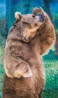 Dramatic-Bear-1.jpg