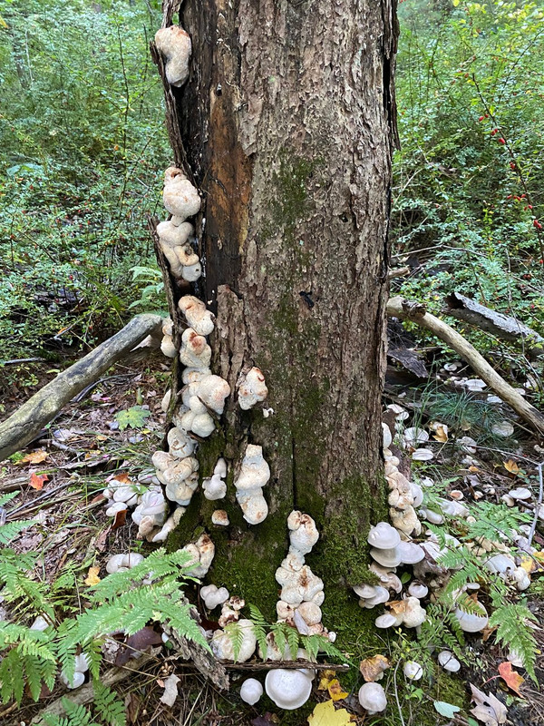 Spring Edible mushroom thread, share you mushroom pictures - Spring ...