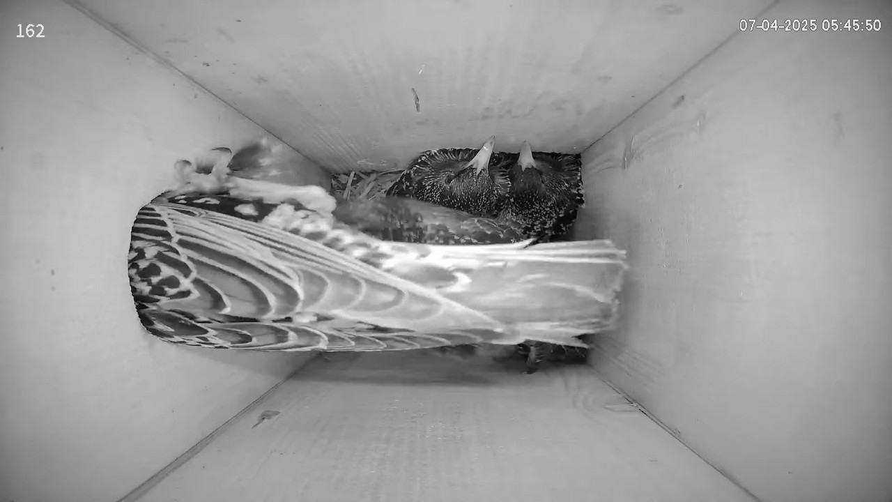 #гнездо_скворца #162  апрель 2025 года. #онлайн_трансляция 8-33-11 screenshot