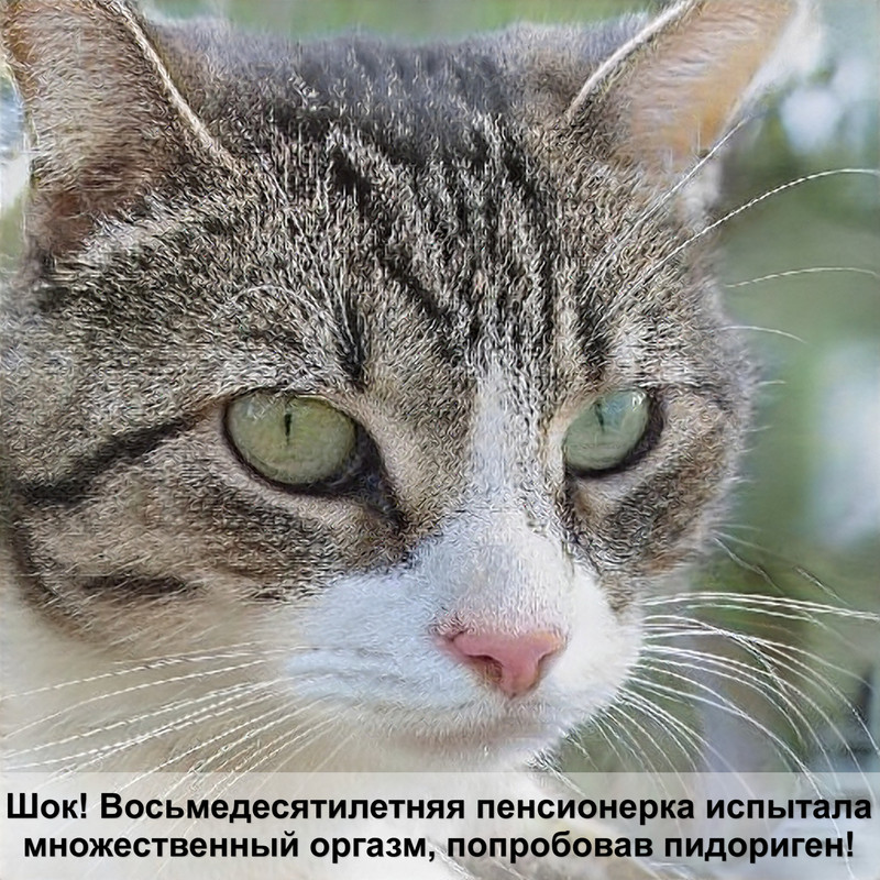 какая кошка самая щадящая