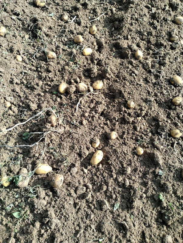 IMG_20251020_124855133