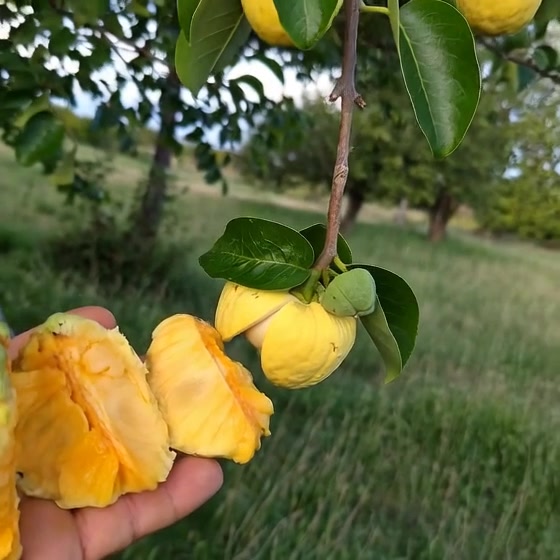 Elegida Annona Veprotorumva1 cuadro 007 03 00s