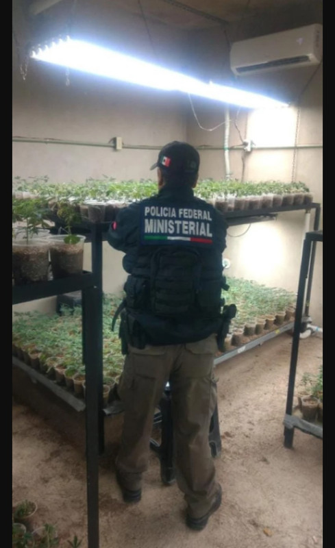 FGR desmantela narcoinvernadero del CJNG, tenía 13 mil plantas de marihuana