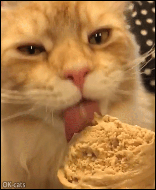 Funny-Cat-GIF-Mmmm-cat-enjoys-delicious-ice-cream-but-brainfreeze-is-coming-soon.gif