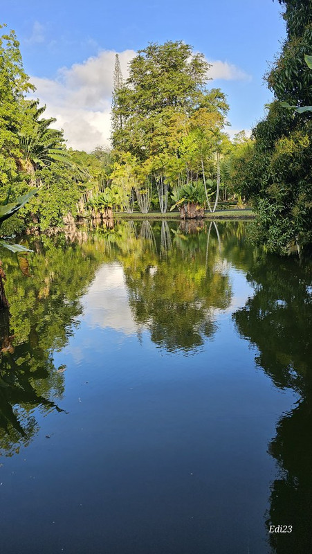 Isla Mauricio II: rozando el nirvana - Blogs de Mauricio - Port Louis y Jardín de Pamplemousses (10)