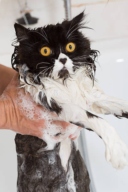 bathing-a-cat.jpg