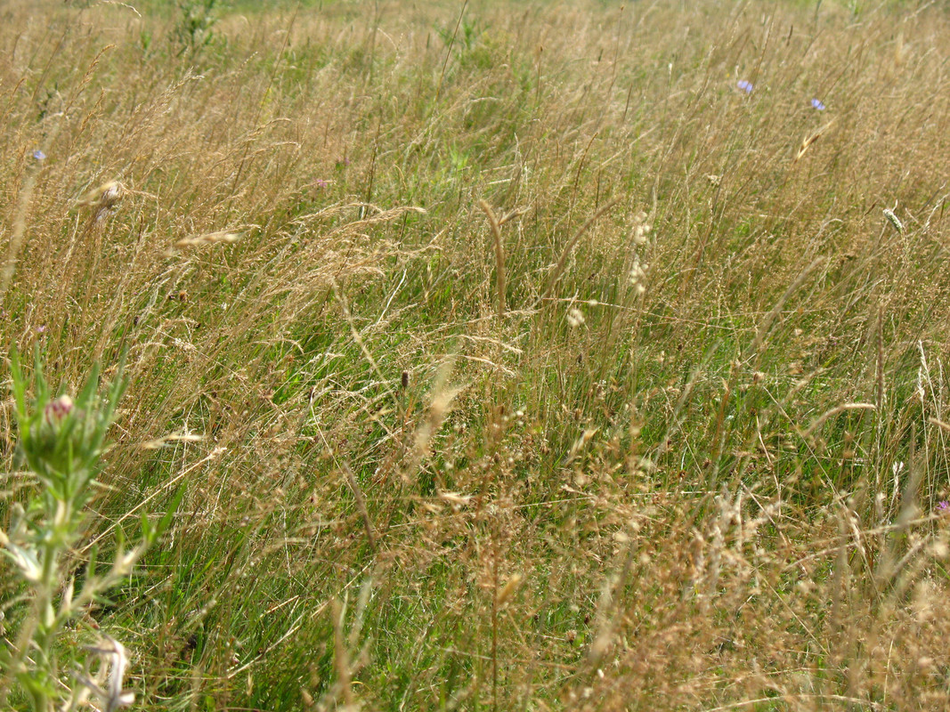 ADP System - Zelezniza 2009 (34)