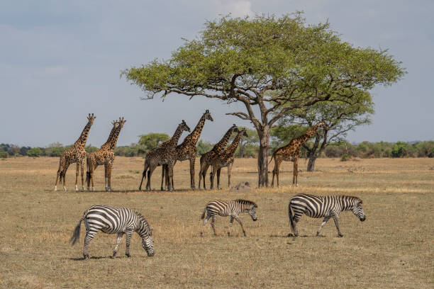 Tanzania luxury safari packages