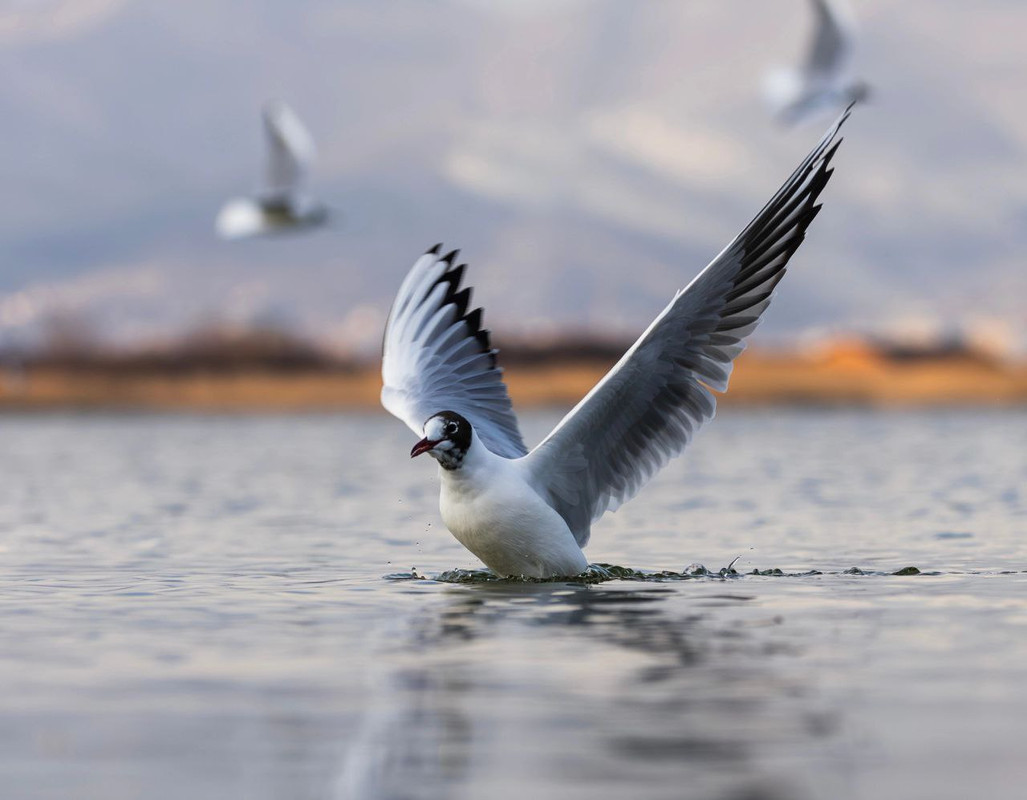 IMG_20240318_161536_260