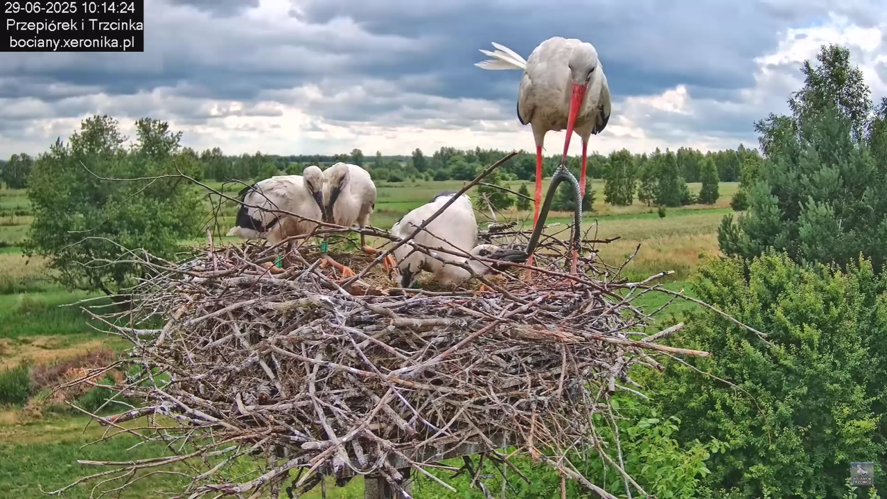 29062025bociany35