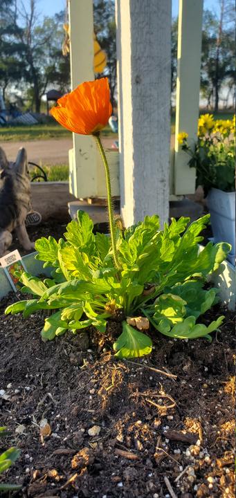 Garden Gnome Flower