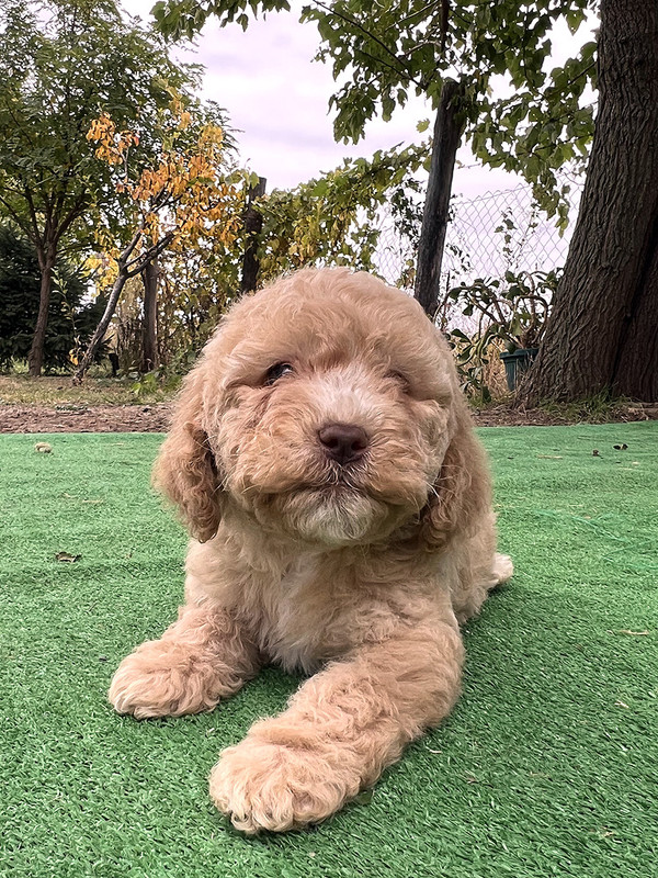 Lagotto Romagnolo female puppy for sale – Ideal Dale Elita – 48 days old – photo 3 – orange coat